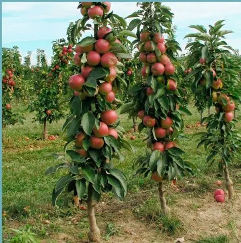 Columnar apple trees for the Moscow region: varieties, reviews