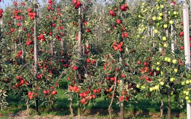 Columnar apple trees for the Moscow region: varieties, reviews