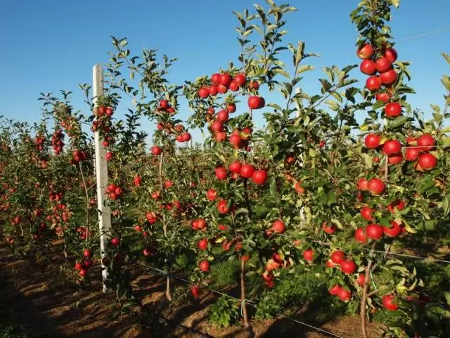 Columnar apple trees for the Moscow region: varieties, reviews