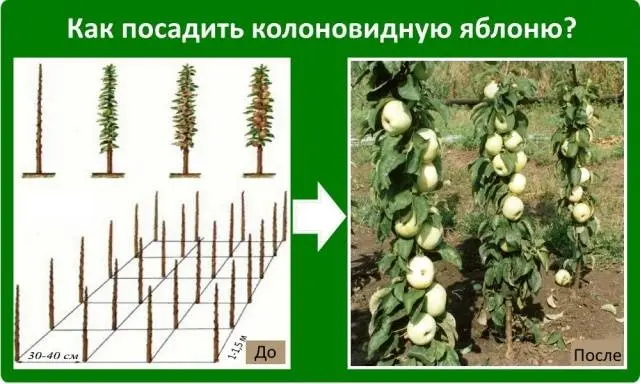 Columnar apple trees for the Moscow region: varieties, reviews