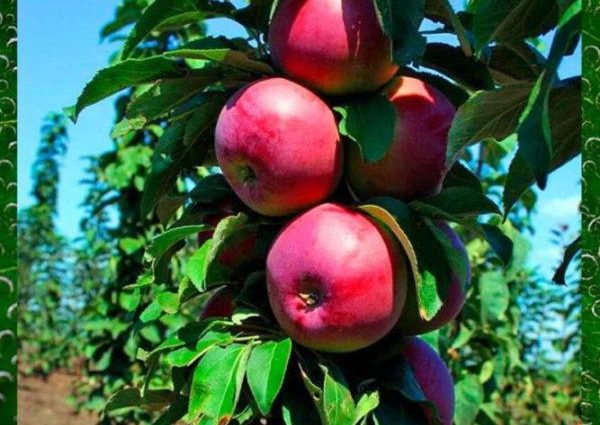 Columnar apple trees for the Moscow region: varieties, reviews