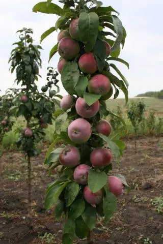 Columnar apple trees for the Moscow region: varieties, reviews