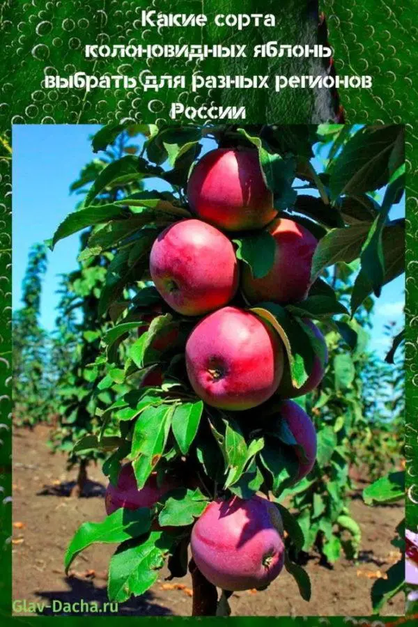 Columnar apple trees for the Moscow region: varieties, reviews