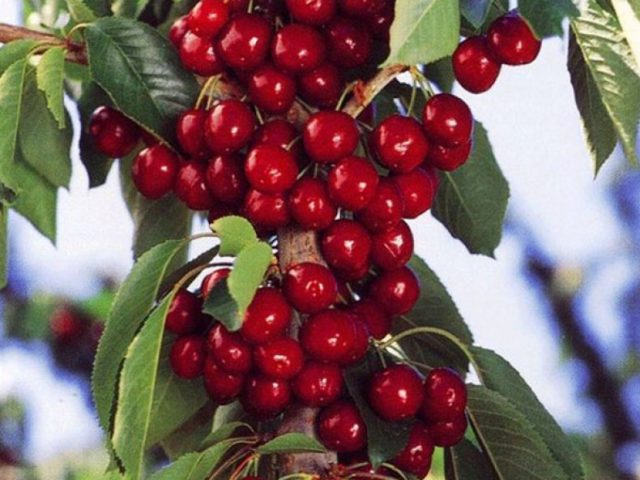 Columnar cherry Delight: variety description + photo, yield