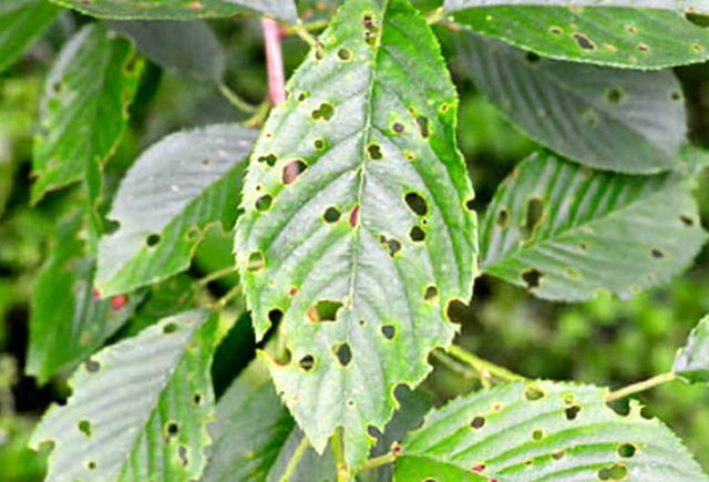 Columnar cherry Delight: variety description + photo, yield