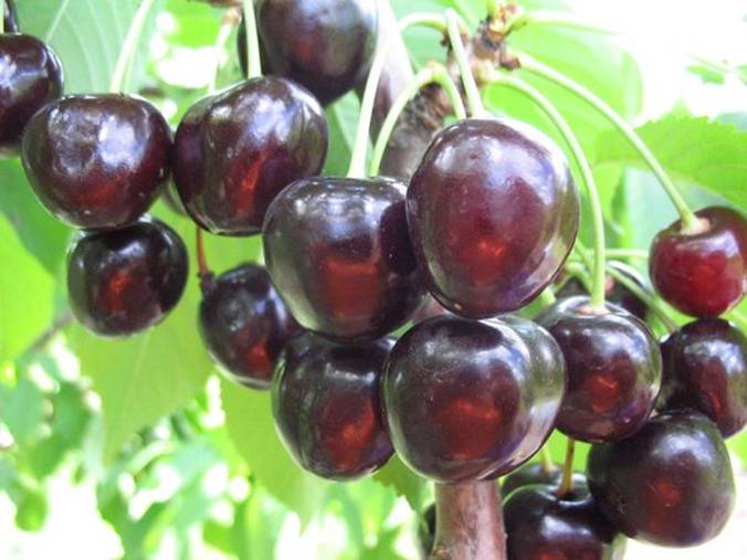 Columnar cherry: description, pros and cons, features of planting and care + 12 best varieties with names and photos