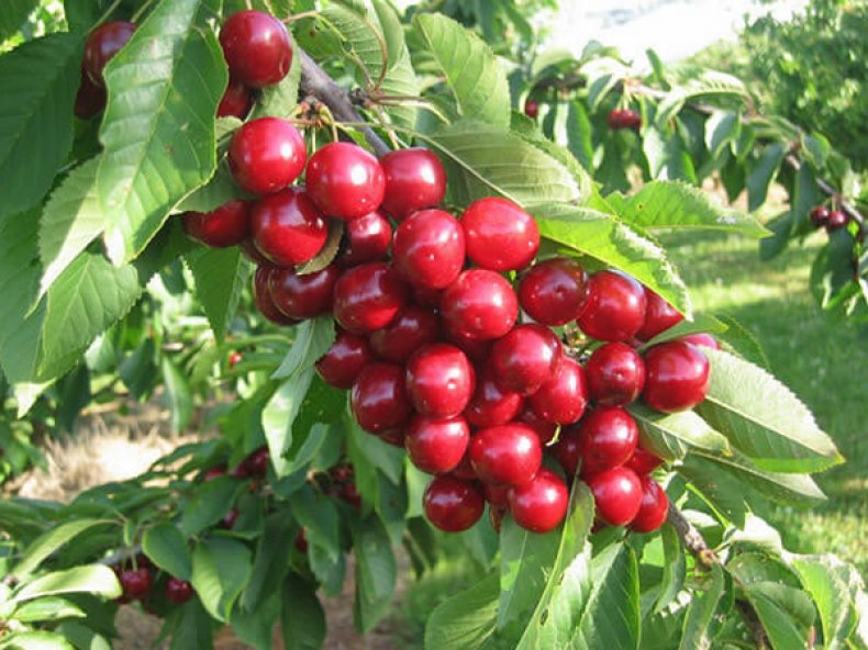 Columnar cherry: description, pros and cons, features of planting and care + 12 best varieties with names and photos