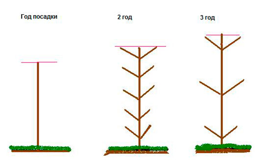 Columnar cherry: description, pros and cons, features of planting and care + 12 best varieties with names and photos