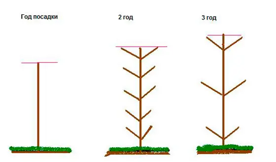 Columnar cherry: description, pros and cons, features of planting and care + 12 best varieties with names and photos