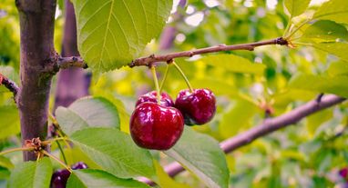 Columnar cherry: description, pros and cons, features of planting and care + 12 best varieties with names and photos