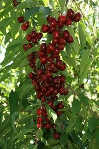 Columnar Cherry Helena