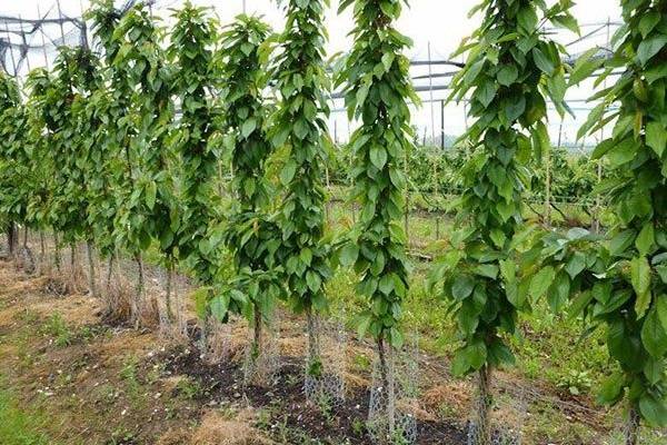 Columnar Cherry Helena