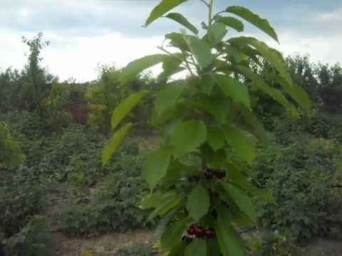 Columnar Cherry Helena