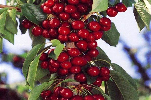 Columnar cherry: planting and care, video