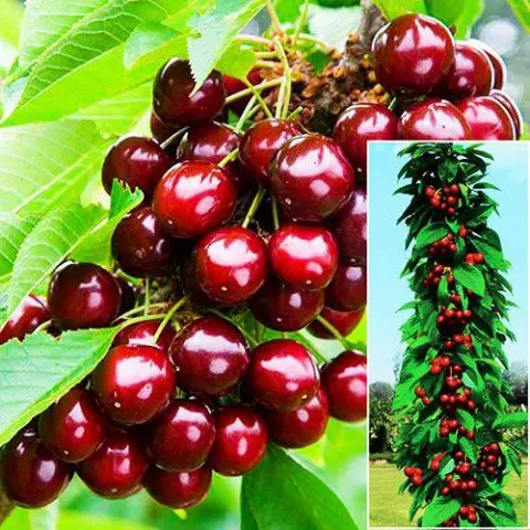 Columnar cherry: planting and care, video