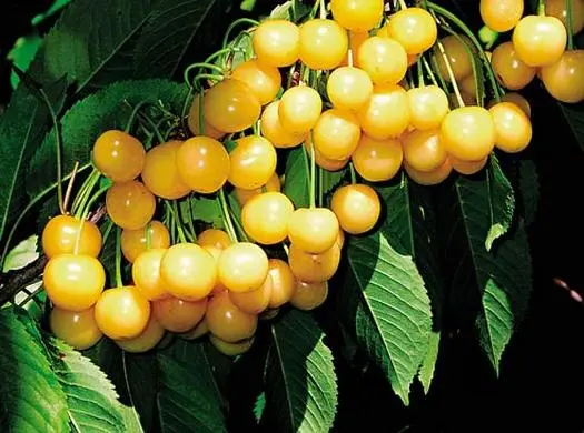 Columnar cherry: planting and care, video