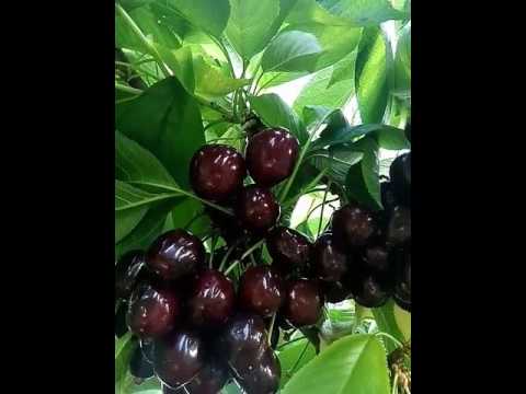 Columnar cherry: planting and care, video