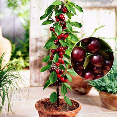 Columnar cherry: planting and care, video