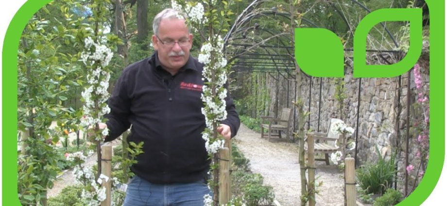 Columnar cherry: planting and care, video