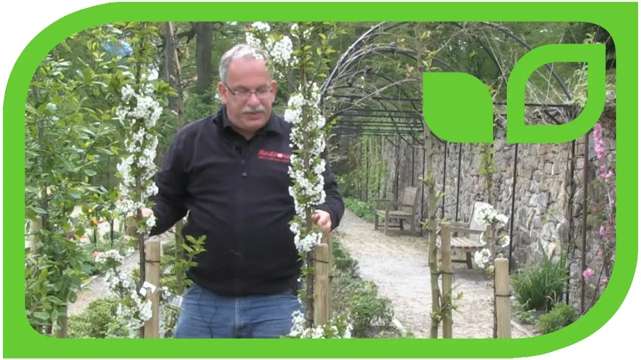 Columnar cherry: planting and care, video