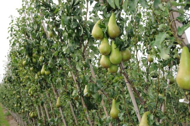 Columnar (dwarf) pears: varieties, reviews, photos with the name, are there