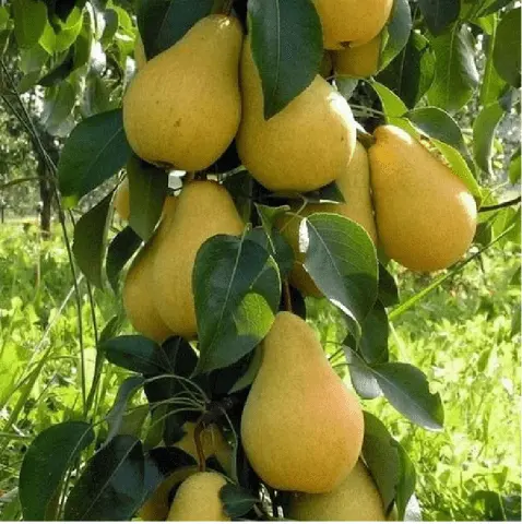 Columnar (dwarf) pears: varieties, reviews, photos with the name, are there