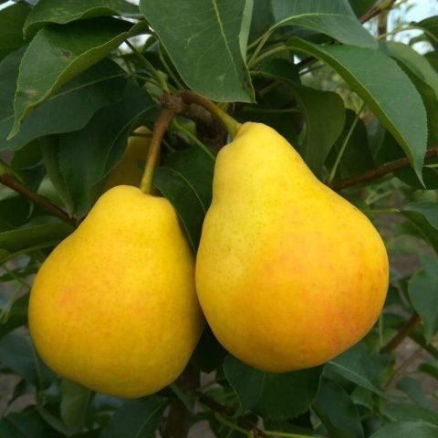 Columnar (dwarf) pears: varieties, reviews, photos with the name, are there