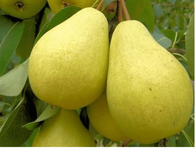 Columnar (dwarf) pears: varieties, reviews, photos with the name, are there