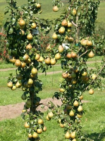 Columnar (dwarf) pears: varieties, reviews, photos with the name, are there