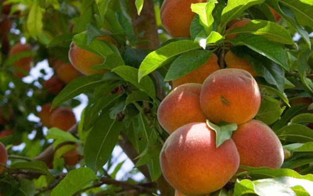 Columnar peach: planting and care