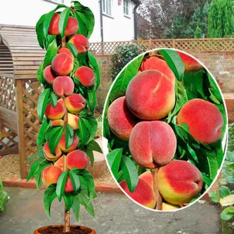 Columnar peach: planting and care