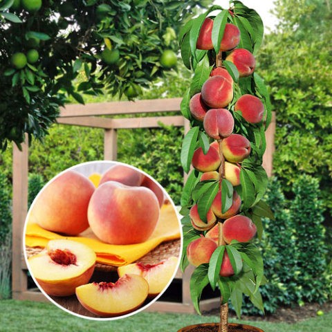 Columnar peach: planting and care