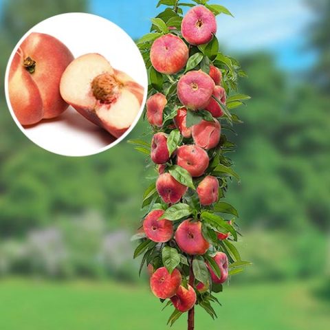 Columnar peach: planting and care