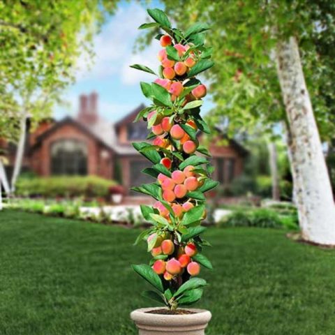 Columnar peach: planting and care