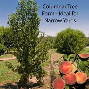 Columnar peach: planting and care