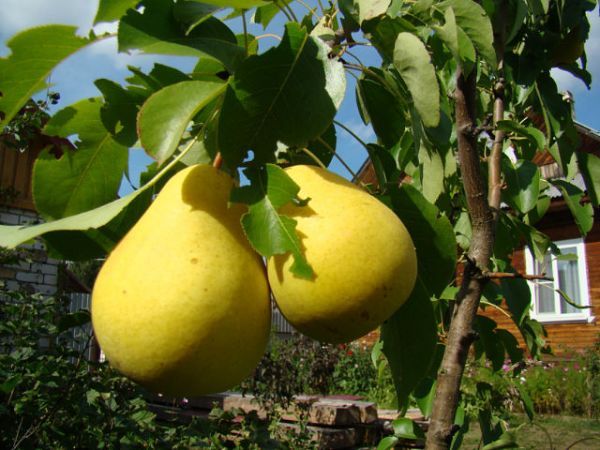 Columnar pear: description and varieties, features of planting and care, reviews of gardeners