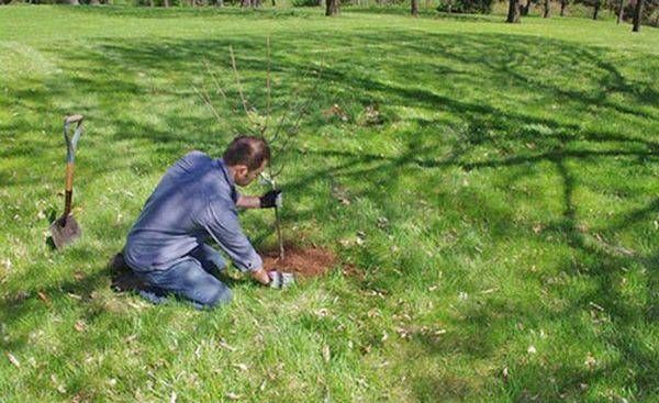 Columnar pear: description and varieties, features of planting and care, reviews of gardeners