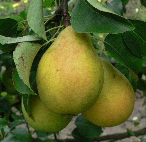 Columnar pear Tenderness: variety description, photos, reviews