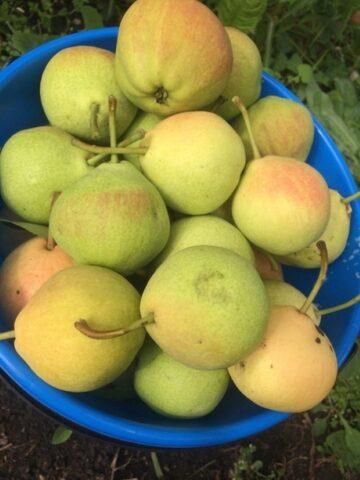 Columnar pear Tenderness: variety description, photos, reviews