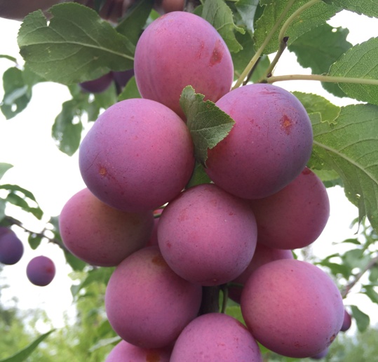 Columnar Plum Imperial