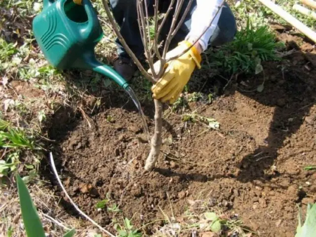 Columnar Plum Imperial