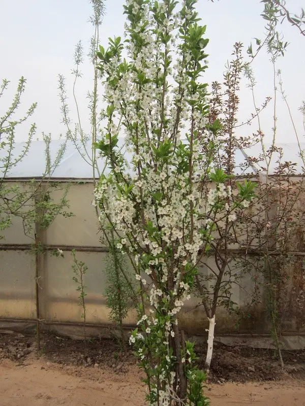 Columnar Plum Imperial