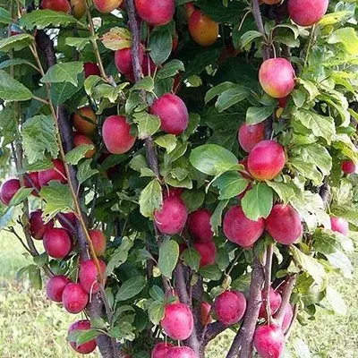 Columnar Plum Imperial