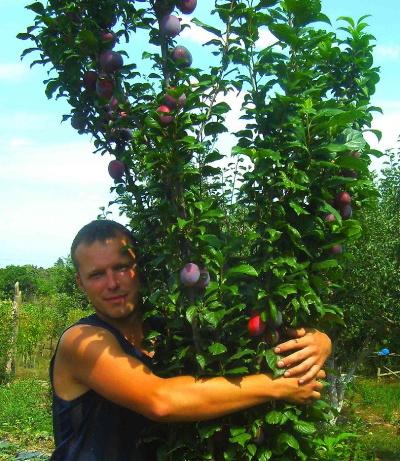 Columnar Plum Imperial