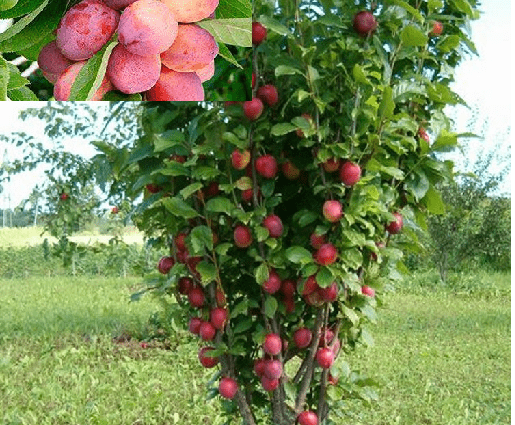 Columnar Plum Imperial