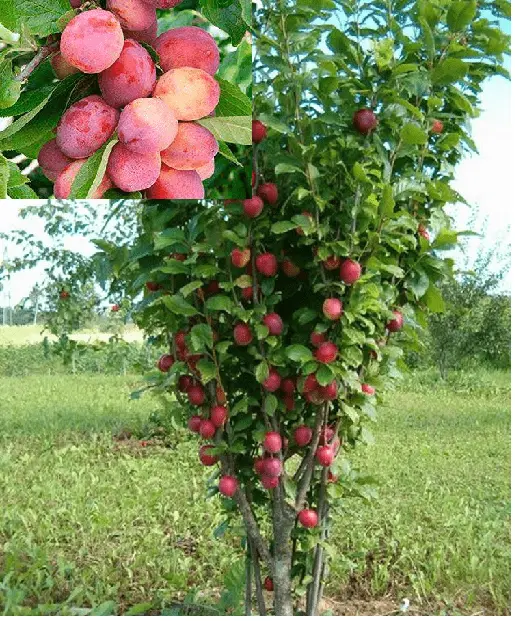 Columnar Plum Imperial