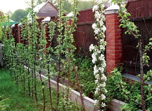 Columnar varieties of fruit trees