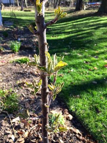 Columnar varieties of fruit trees