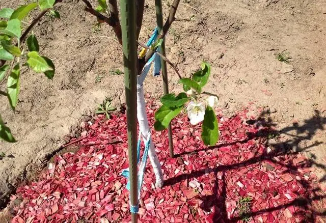 Columnar varieties of fruit trees