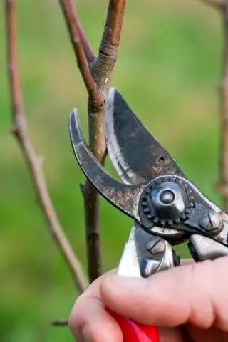 Columnar varieties of fruit trees